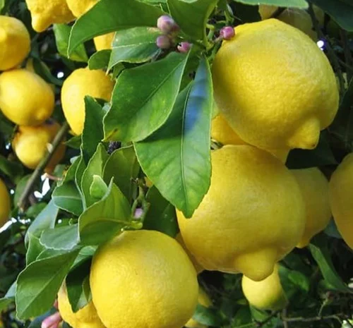 Саджанці лимона Улюбленець - врожайний сорт- фото № 1