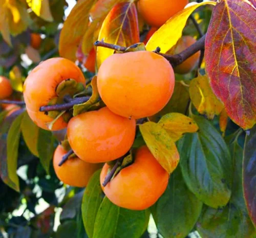 Саженцы хурмы Шарон - 2 года- фото № 1