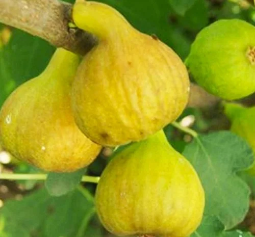 Саджанці інжиру сорту Медовий- фото № 1