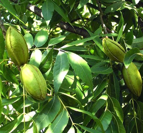 Саджанці пекана Cape Fear - 4-річні- фото № 1