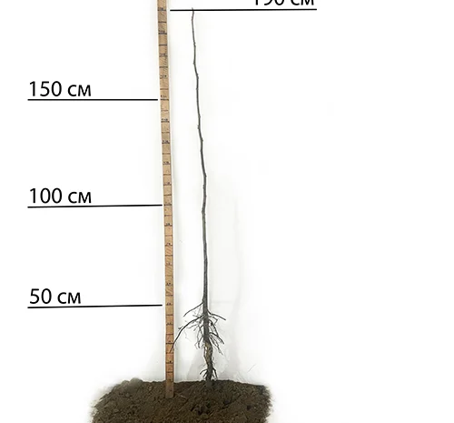 Саджанці пекана Cape Fear - 4-річні- фото № 2