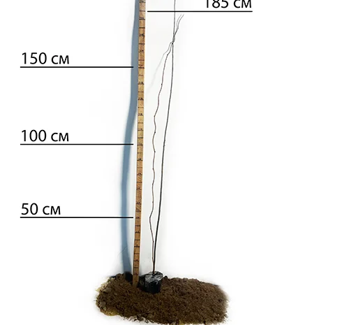 Саджанці ківі Соло - 2 роки- фото № 2