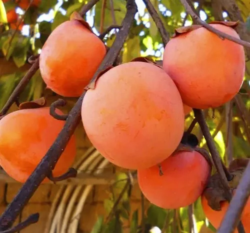 Саженцы хурмы Гора Роман Кош - 2-летние- фото № 1