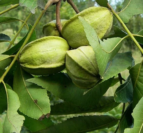 Саджанці пекана Caddo 4 роки - якісні- фото № 1