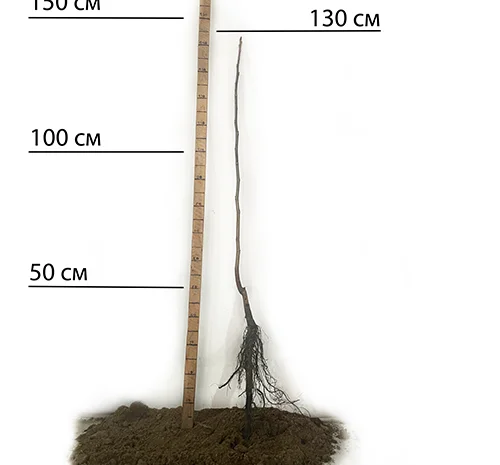 Саджанці пекана Бостон - 3 роки- фото № 1