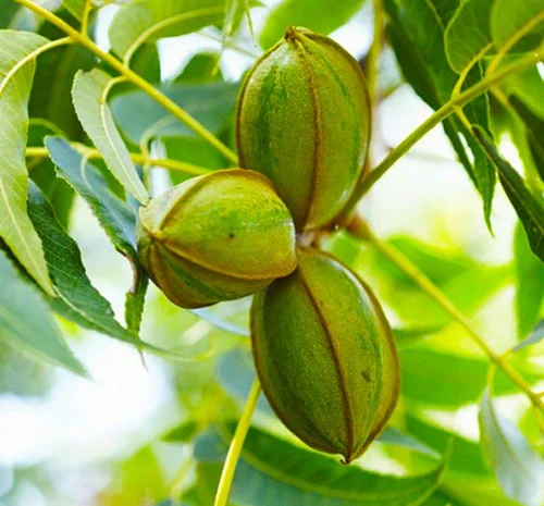 Саджанці пекана Бостон - 3 роки- фото № 2