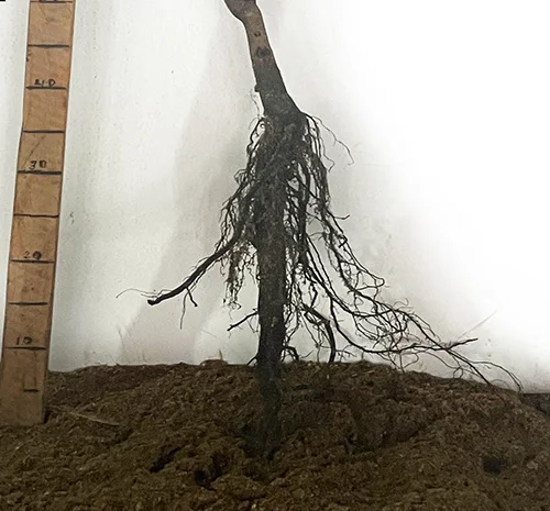 Саджанці пекана Бостон - 3 роки- фото № 3