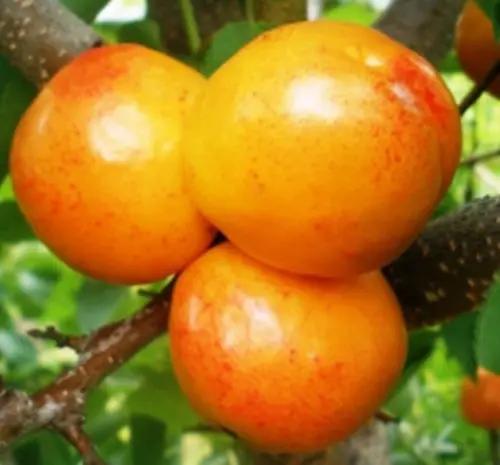 Саженцы плуота Флавор Квин - 1-летний- фото № 3