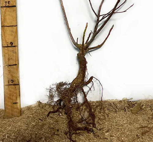 Саженцы ирги Слейт - 1 год- фото № 2