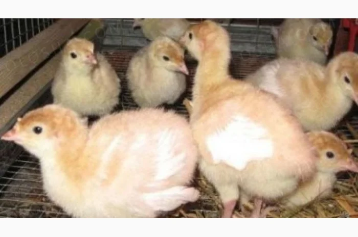 Индюшата Бройлерные Биг 6 на продажу- фото № 1