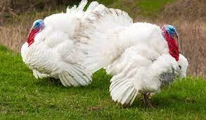 Продаются индюшата тяжёлого кросса Хайбрід Конвектер- фото № 1