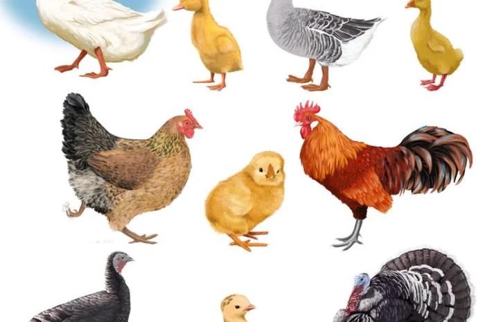 Продается индюшонок тяжелого кросса БИГ-6- фото № 1