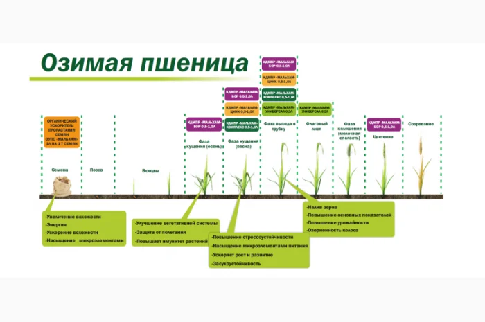 Микроудобрение КДМПР «Мальхам» марки Комплекс в продаже- фото № 2