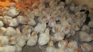 Індики БІГ-6 на продажу- фото № 1