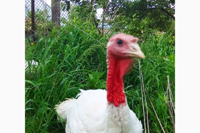 Продаются индюки породы Хайбрід Конвертер- фото № 1