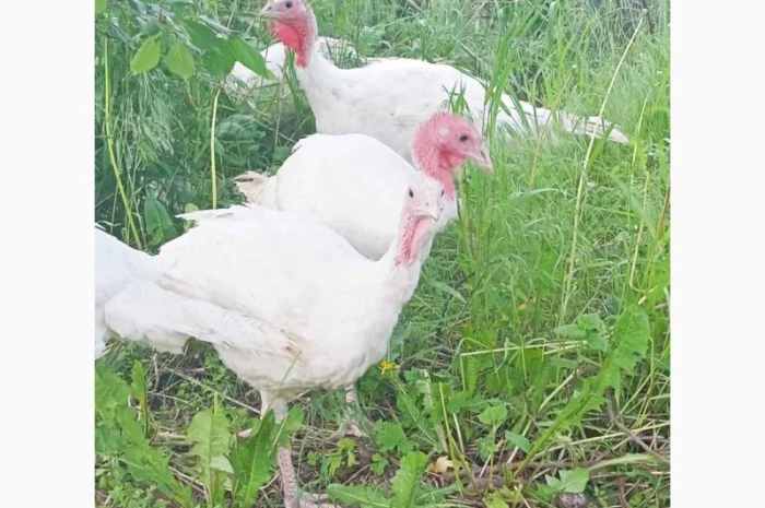Продаются индюки породы Хайбрід Конвертер- фото № 10