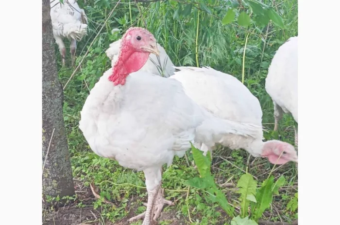 Продаются индюки породы Хайбрід Конвертер- фото № 11