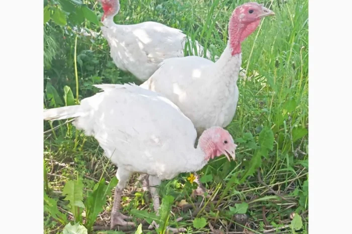 Продаются индюки породы Хайбрід Конвертер- фото № 12