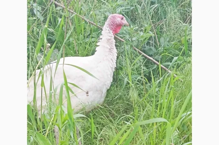 Продаются индюки породы Хайбрід Конвертер- фото № 3