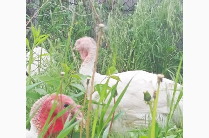 Продаются индюки породы Хайбрід Конвертер- фото № 4