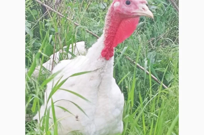 Продаются индюки породы Хайбрід Конвертер- фото № 5