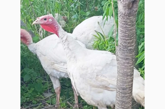 Продаются индюки породы Хайбрід Конвертер- фото № 6