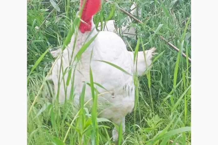 Продаются индюки породы Хайбрід Конвертер- фото № 7