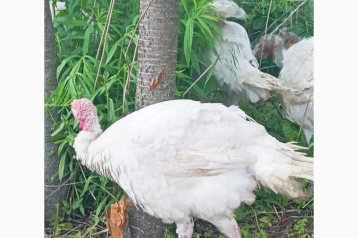 Продаются индюки породы Хайбрід Конвертер- фото № 8
