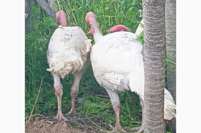 Продаются индюки породы Хайбрід Конвертер- фото № 9