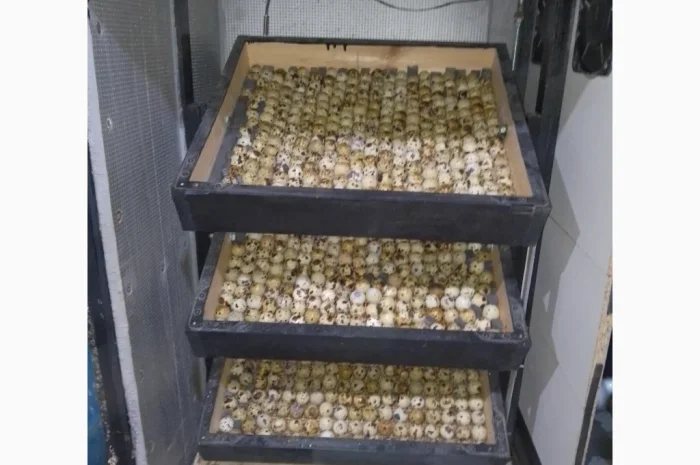 Инкубационное яйцо- фото № 1