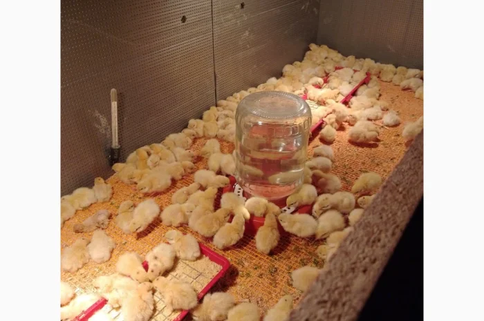 Инкубационное яйцо- фото № 2