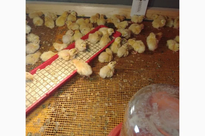 Инкубационное яйцо- фото № 3