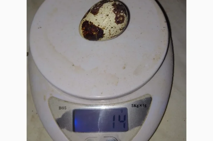 Инкубационное яйцо- фото № 4