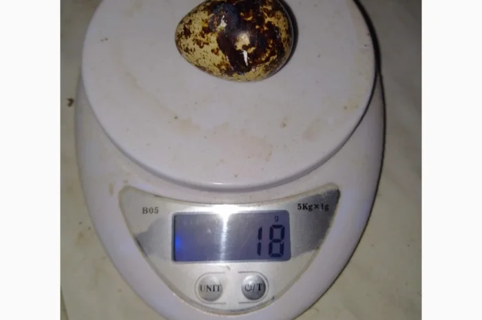 Инкубационное яйцо- фото № 5