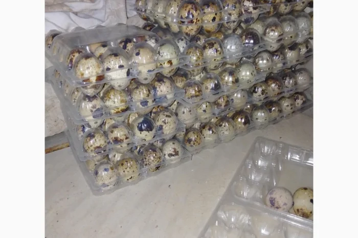 Инкубационное яйцо- фото № 6