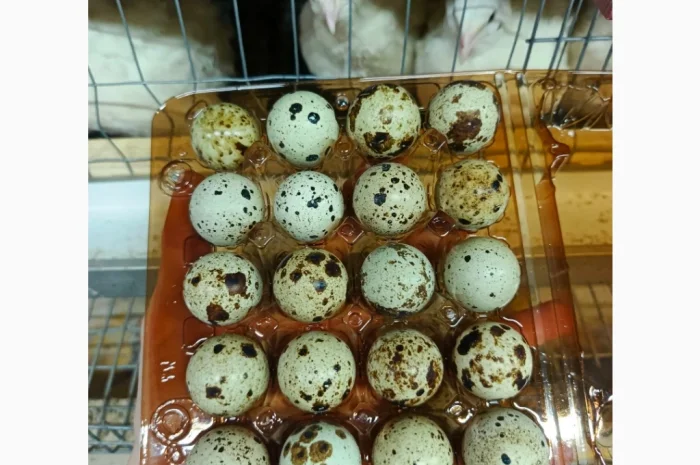 В наявності інкубаційне яйце порода Техас- фото № 1