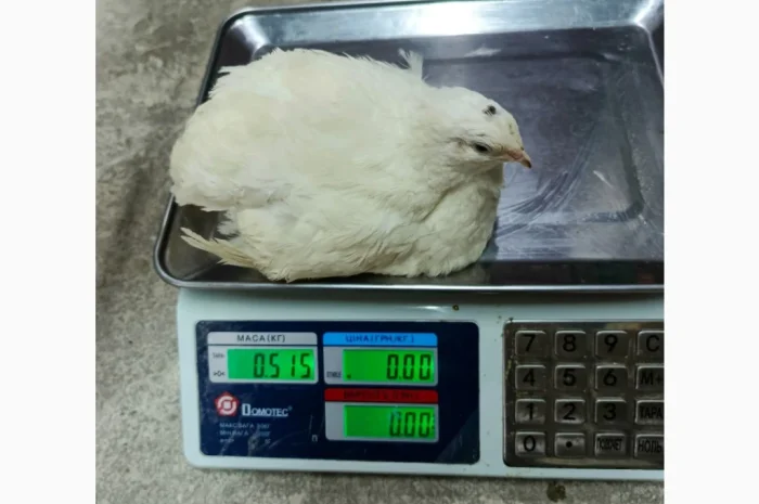 В наявності інкубаційне яйце порода Техас- фото № 2