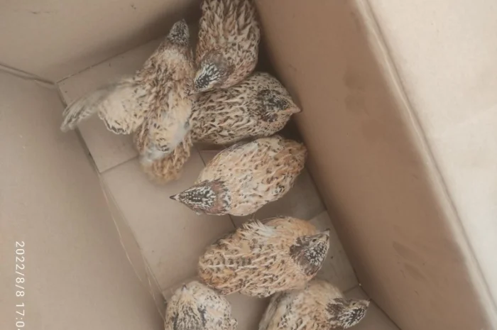 Перепілки молодняк несушка- фото № 1