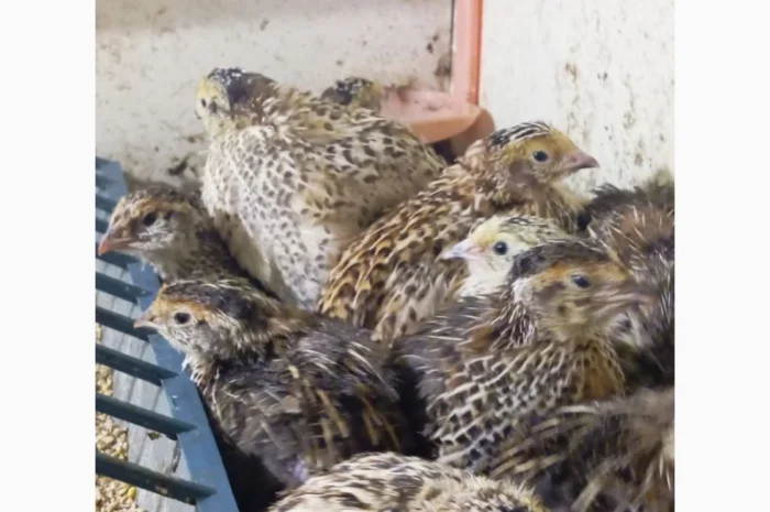 Перепела Техасці- фото № 10