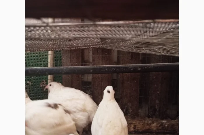 Перепела Техасці- фото № 11