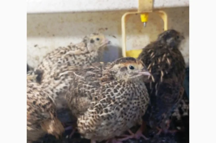 Перепела Техасці- фото № 13