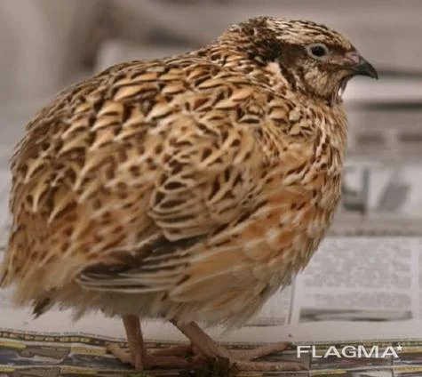 Перепела Техасці- фото № 3