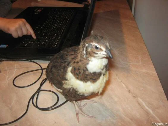 Перепела Техасці- фото № 5