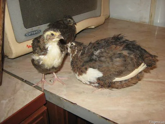 Перепела Техасці- фото № 6