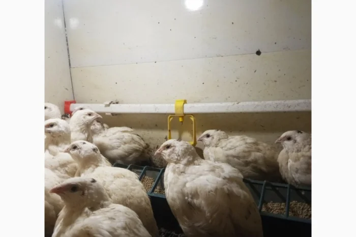 Перепела Техасці- фото № 7