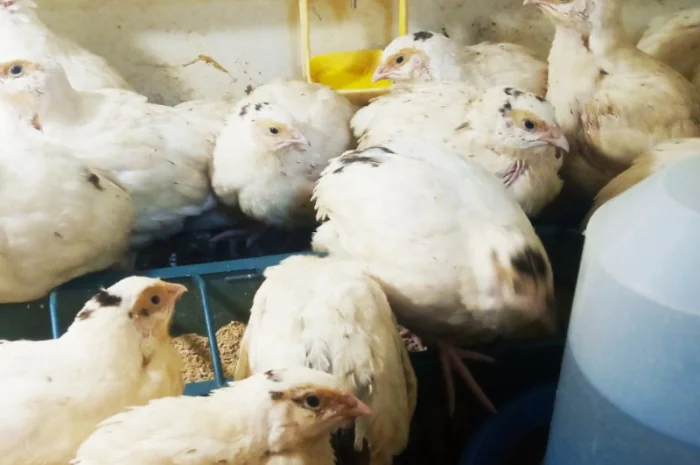 Перепела Техасці- фото № 8