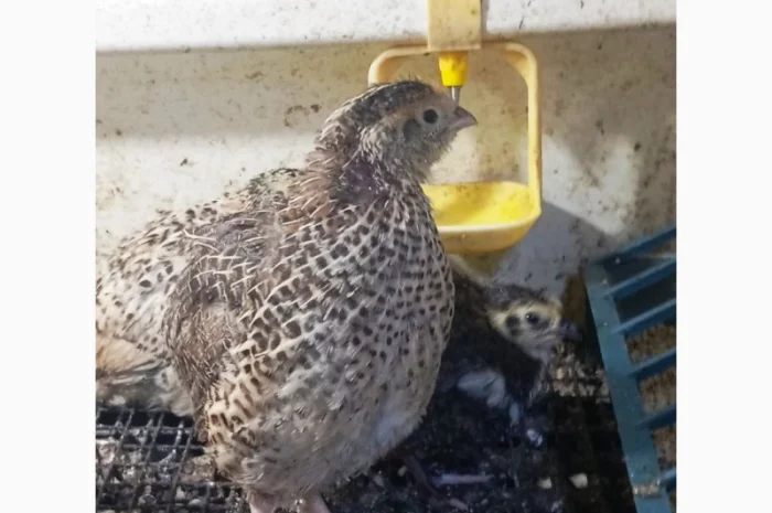 Перепела Техасці- фото № 9