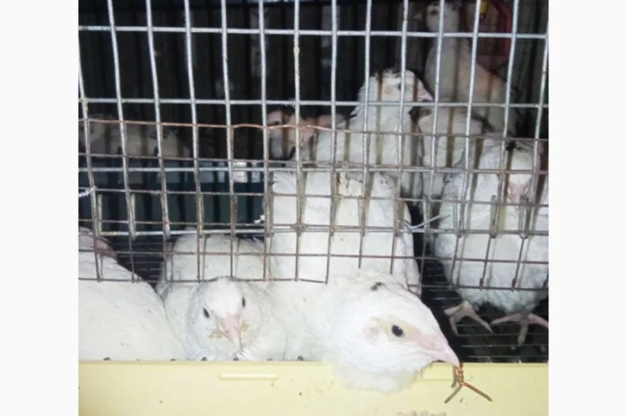 Продаю перепелов породы Техасский- фото № 3