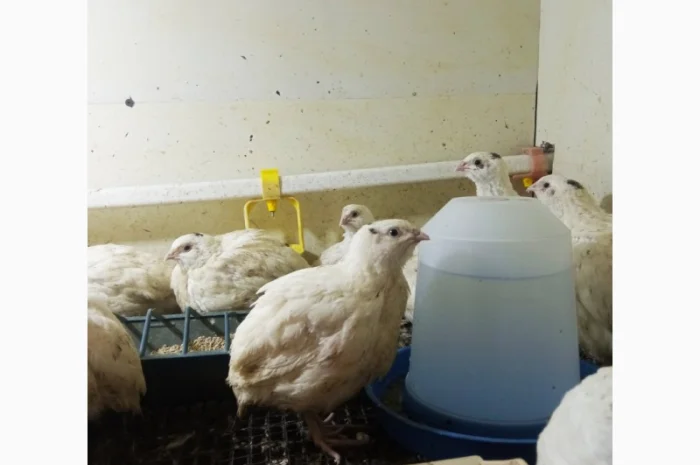 Продаю перепелов породы Техасский- фото № 4