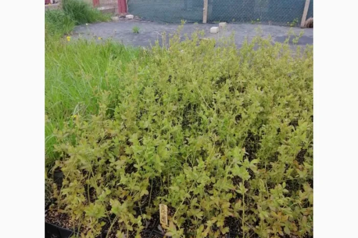 Пропонуємо садженці ГОЛУБІКИ (лохина)- фото № 2